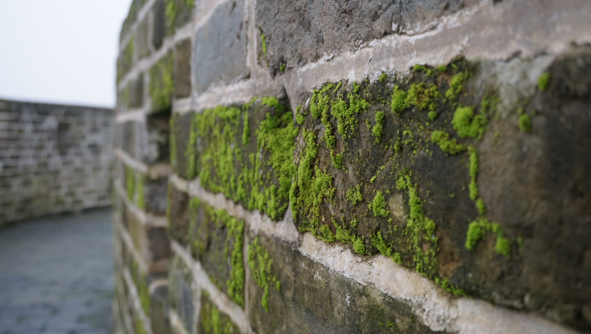 吉水赣江边古城墙上的青苔