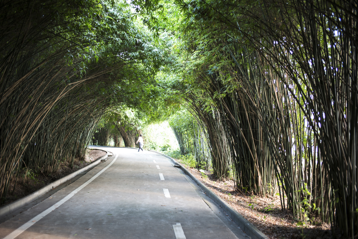 竹叶海公园的下午