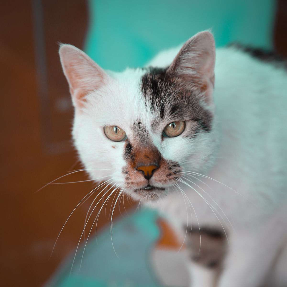 无聊的时候把废片拿出来调了一轮练手 - sp93v2猫斯拉