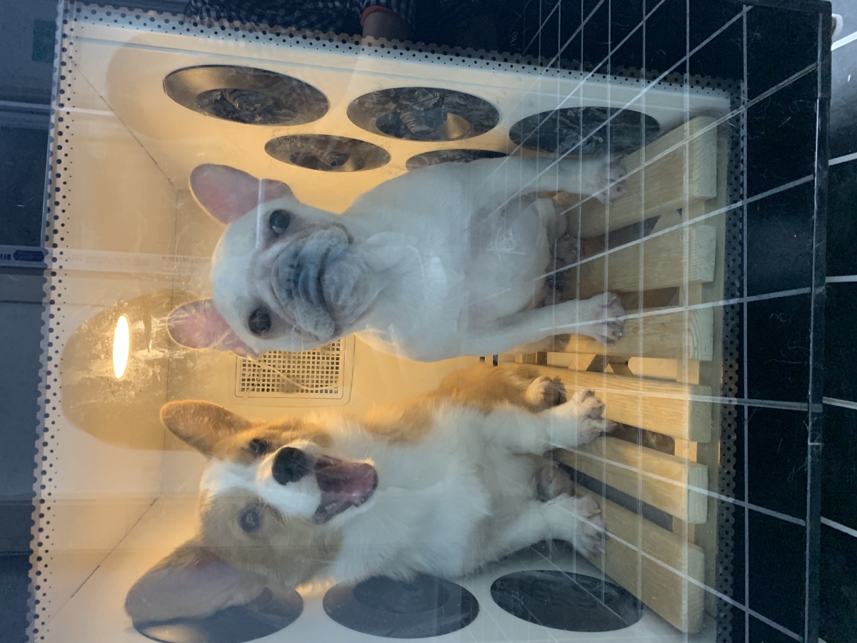 机场托运宠物健康