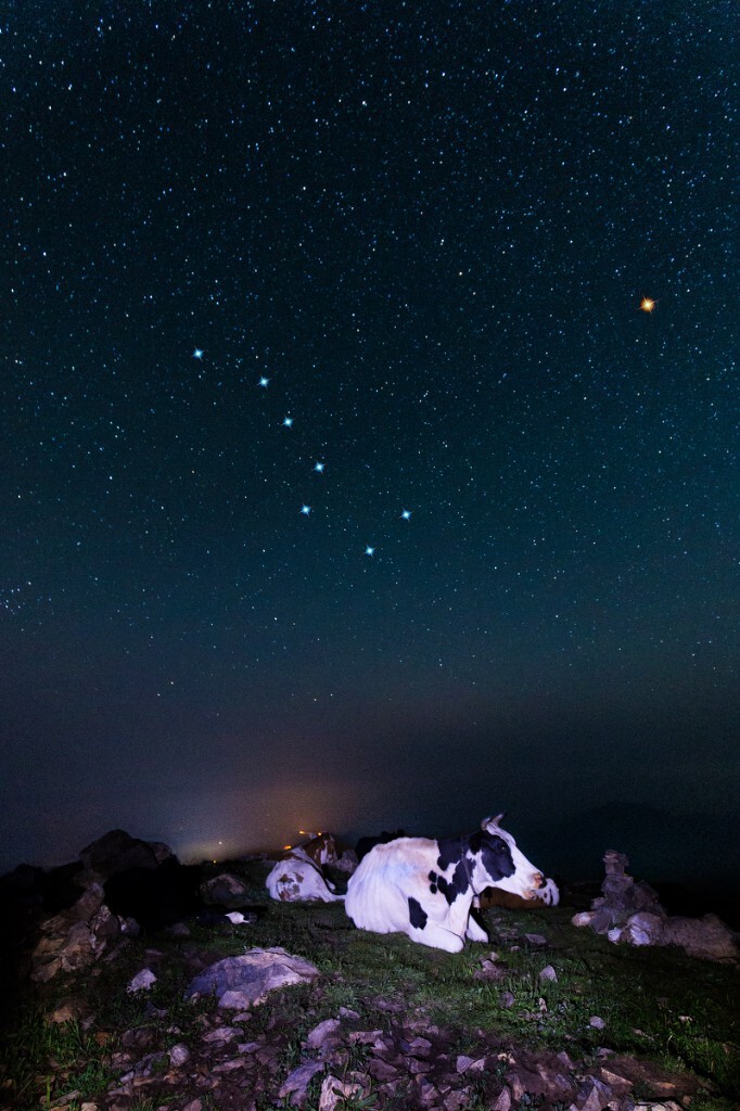 星空小的牛