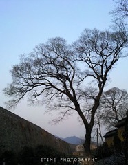 树