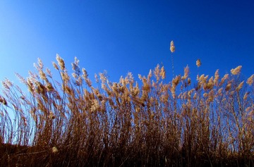 IMG_0635_