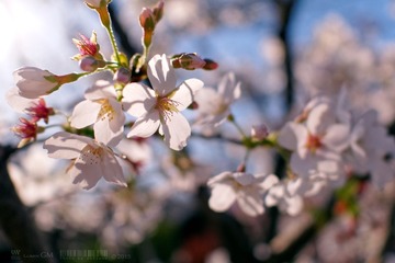 P1240484_DxO