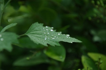 CSC_0200