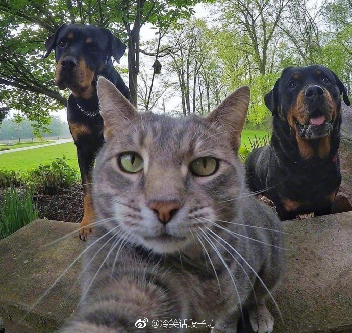 什么宠物狗不爱叫