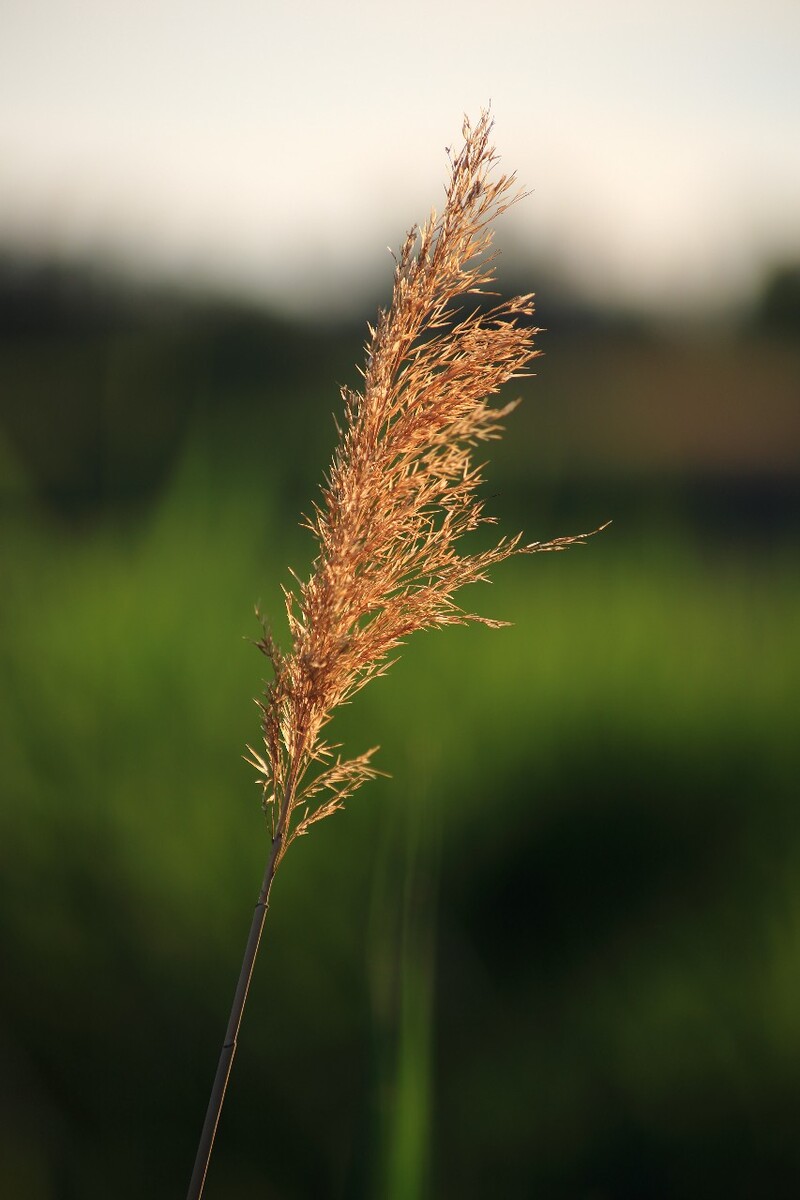 湖边一颗芦苇