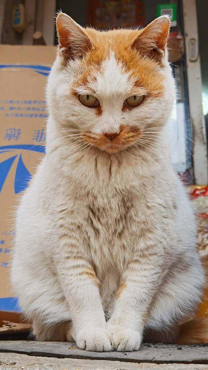 一只表情严肃的猫