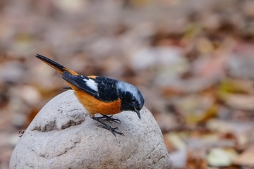 北红DSC01940A