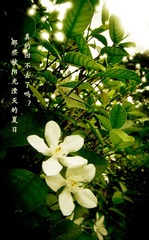 新加坡11 06 19