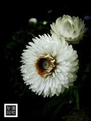 IMG_1459.jpg
