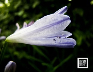 IMG_1514.jpg