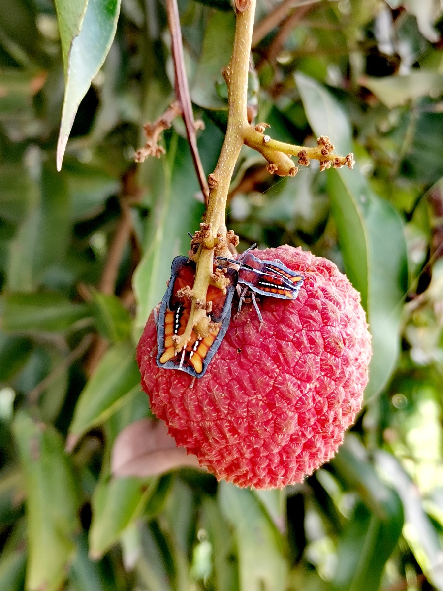 广州增城三月红荔枝上市