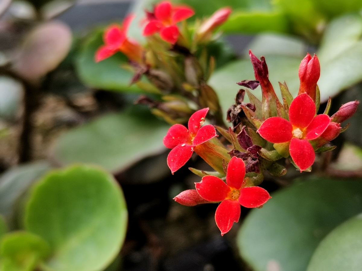 长寿花 - 怡峰印记 - 图虫