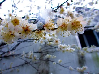 IMG_0799.jpg