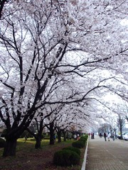 IMG_0930.jpg