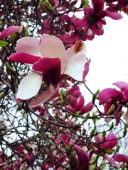 IMG_0933.jpg