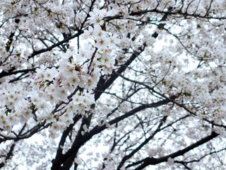IMG_0936.jpg