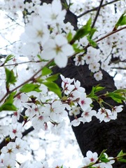 IMG_0954.jpg