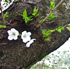 IMG_0959.jpg