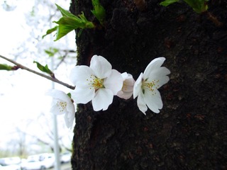 IMG_0961.jpg