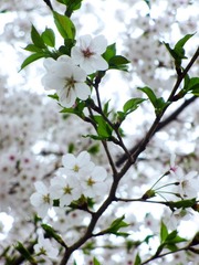 IMG_0963.jpg