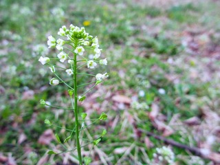 IMG_1006.jpg