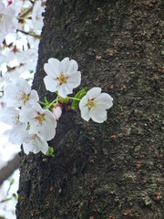 IMG_0971.jpg