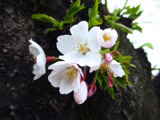 IMG_0972.jpg