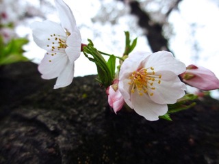 IMG_0973.jpg