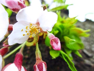 IMG_0977.jpg