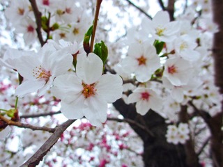 IMG_0993.jpg