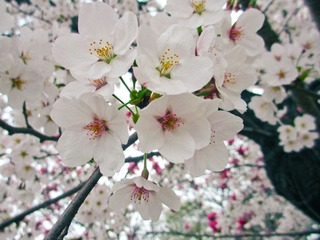 IMG_0994.jpg