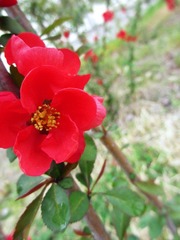 IMG_0979.jpg