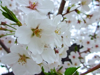 IMG_1025.jpg