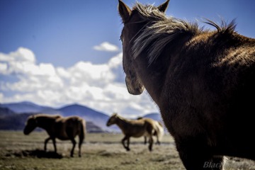 _MG_0372-1