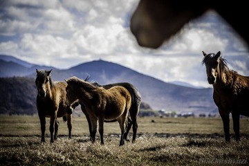 _MG_0374-2