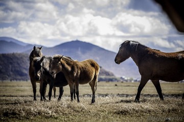 _MG_0375-3