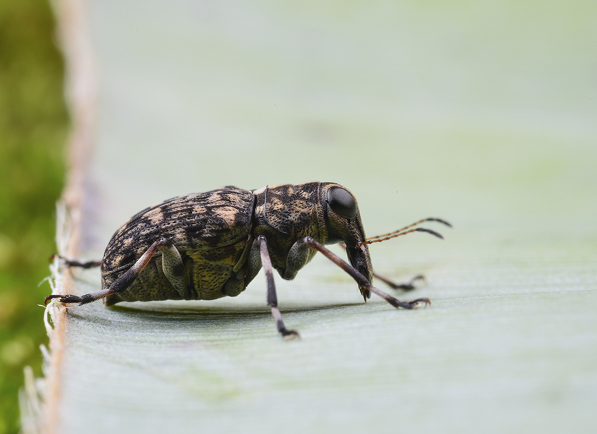 芭蕉叶上的象甲