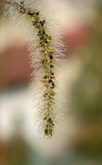 201509