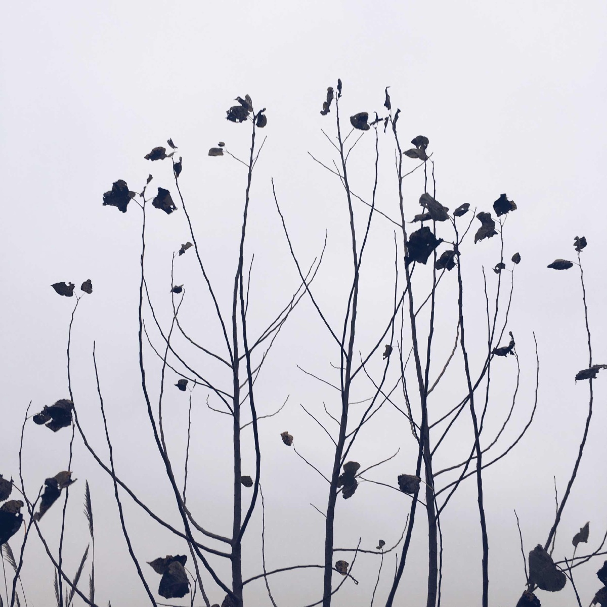 万物凋零 万物生长