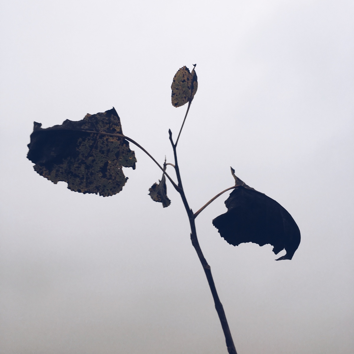 万物凋零 万物生长