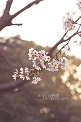 _DSC0342