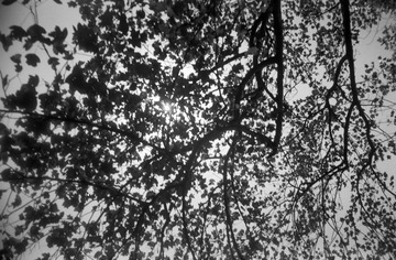 IMG-9000ED-87162