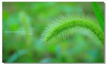 小草的世界