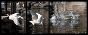 IMG_500-1