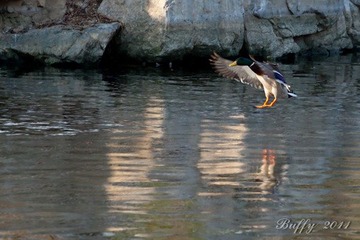IMG_5054-14