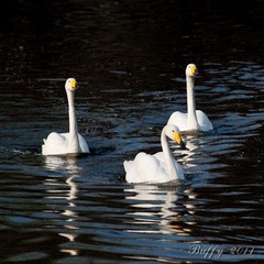 IMG_5068-16