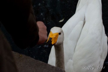 IMG_5104-26