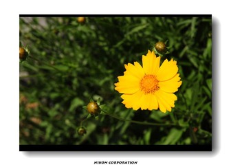 夏日里盛开的那些花
